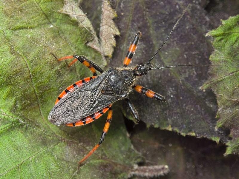 Rhynocoris annulatus (Linnaeus, 1758)